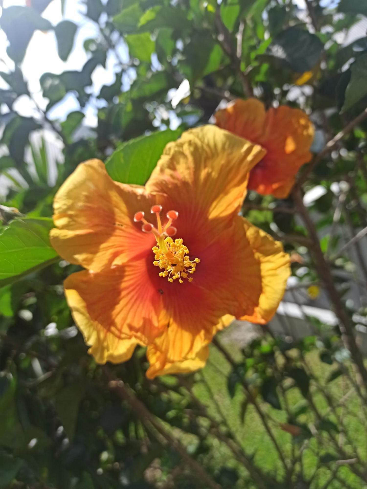 فندق Hibiscus Garden سانتا كاتالينا المظهر الخارجي الصورة