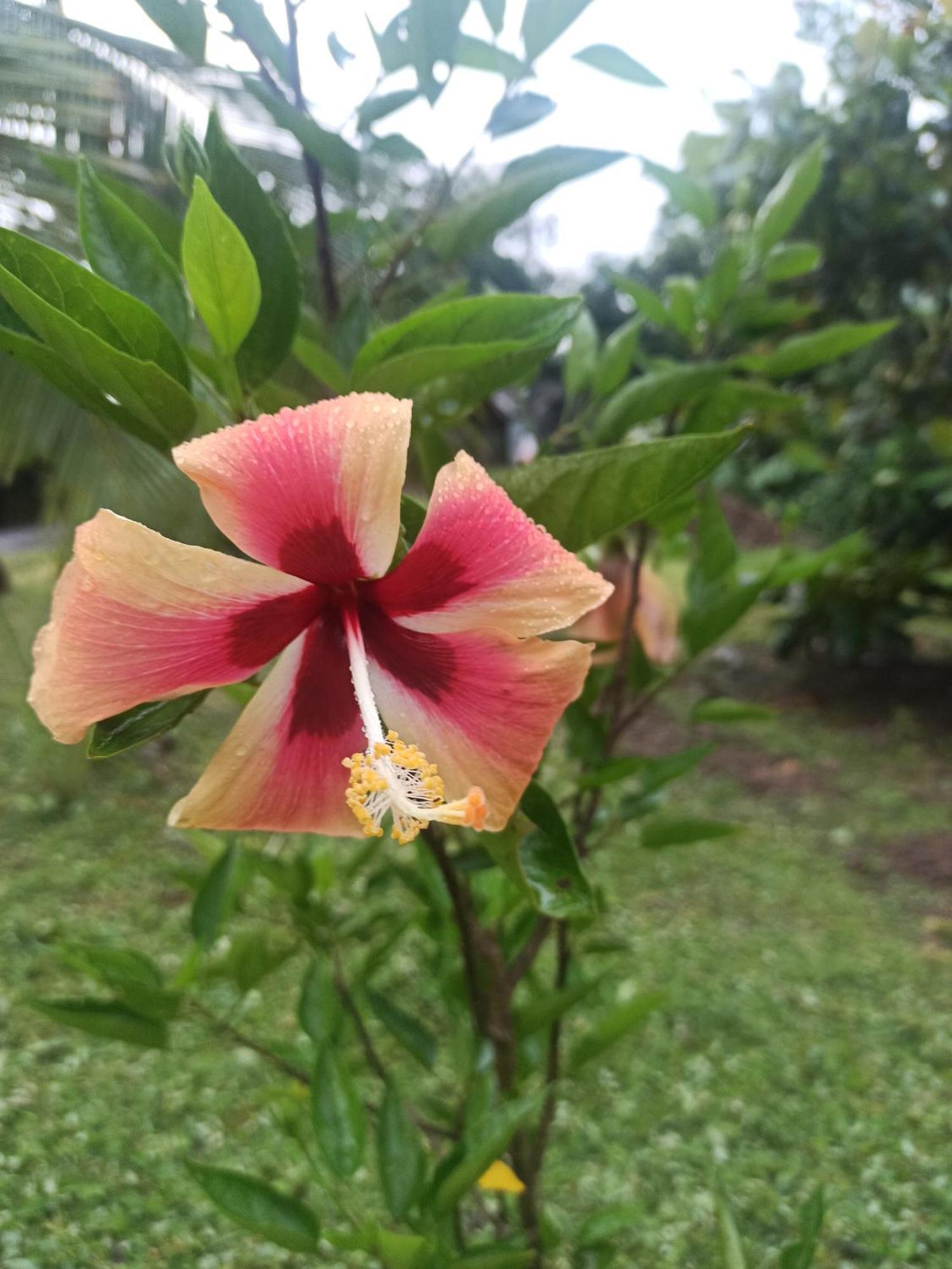 فندق Hibiscus Garden سانتا كاتالينا المظهر الخارجي الصورة