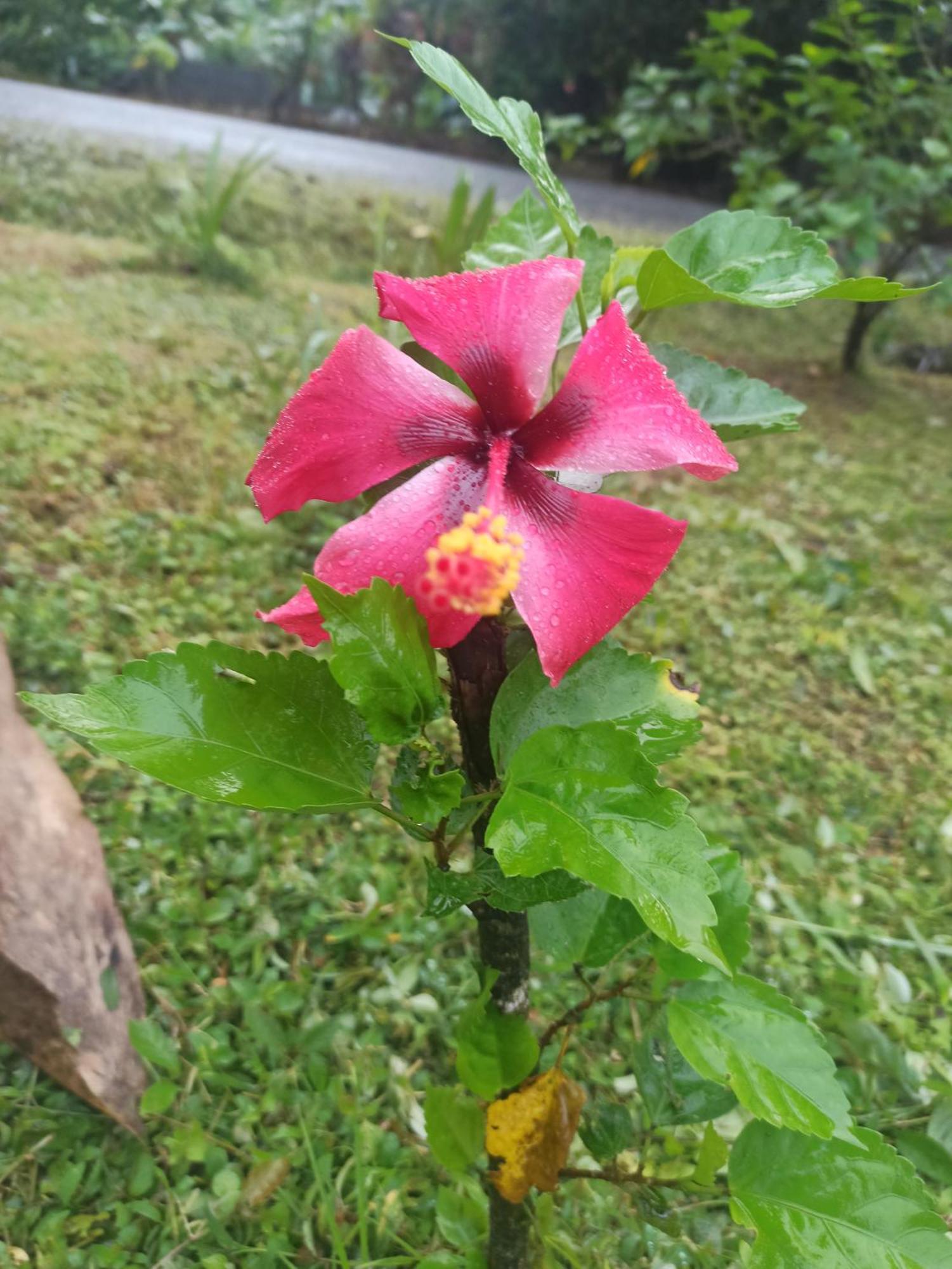 فندق Hibiscus Garden سانتا كاتالينا المظهر الخارجي الصورة