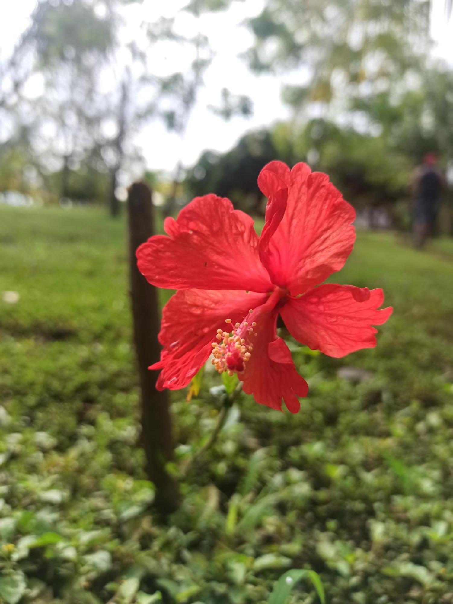 فندق Hibiscus Garden سانتا كاتالينا المظهر الخارجي الصورة